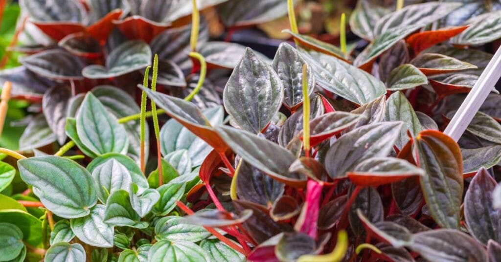 peperomia doniczce z precikami