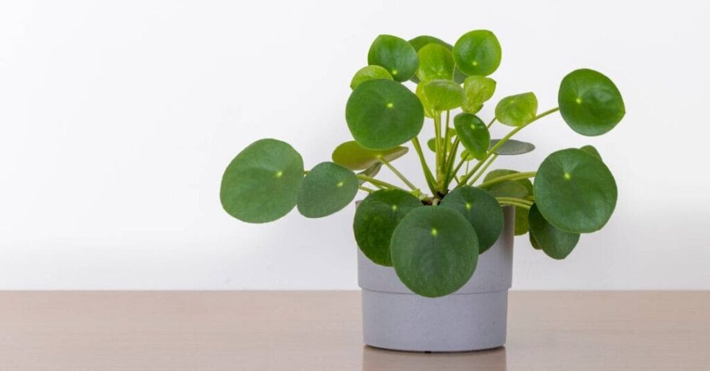 pilea w doniczce