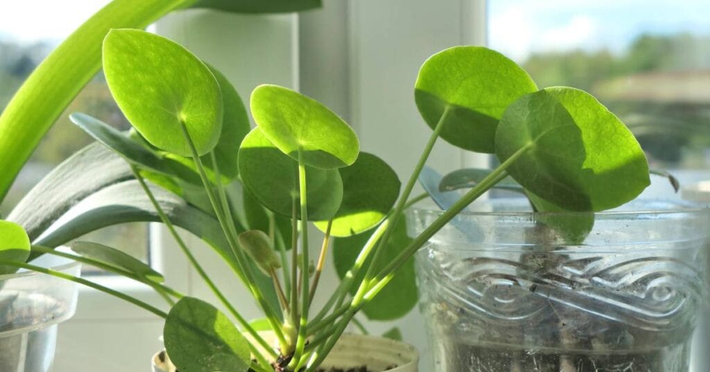 pilea w doniczce 2