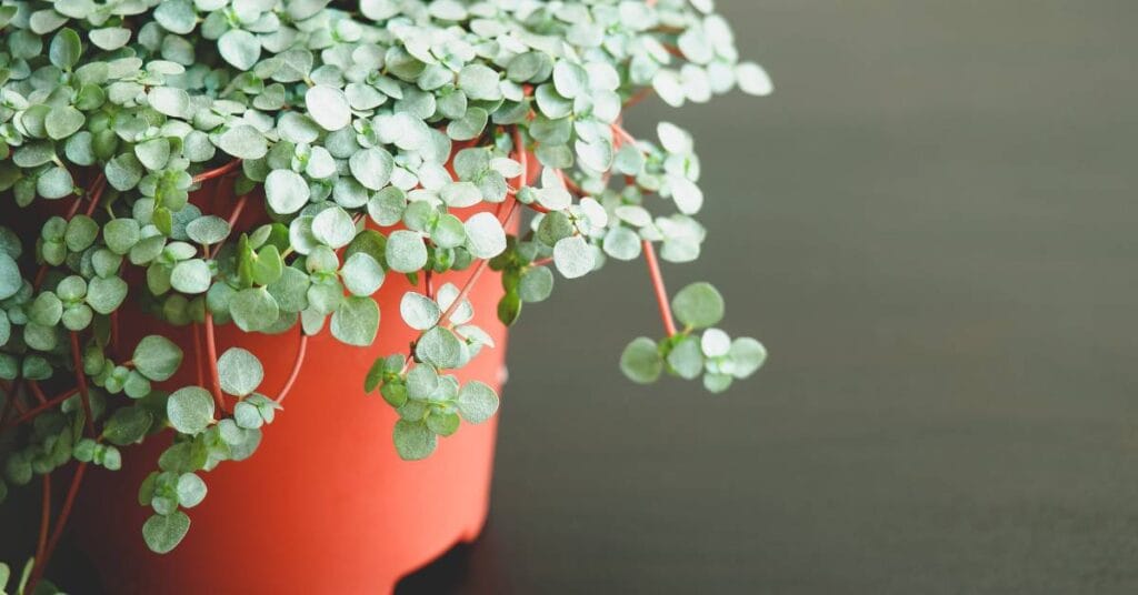 pilea w doniczce drobniutka
