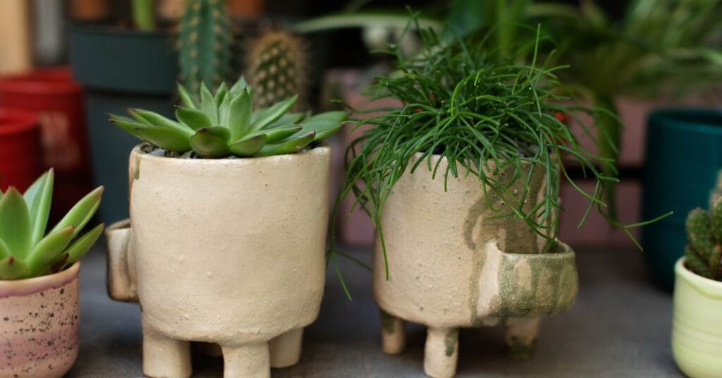 rhipsalis baccifera patyczak