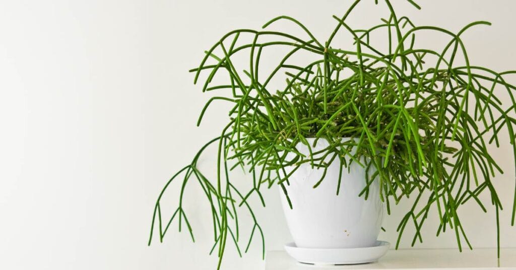 rhipsalis cassutha patyczak