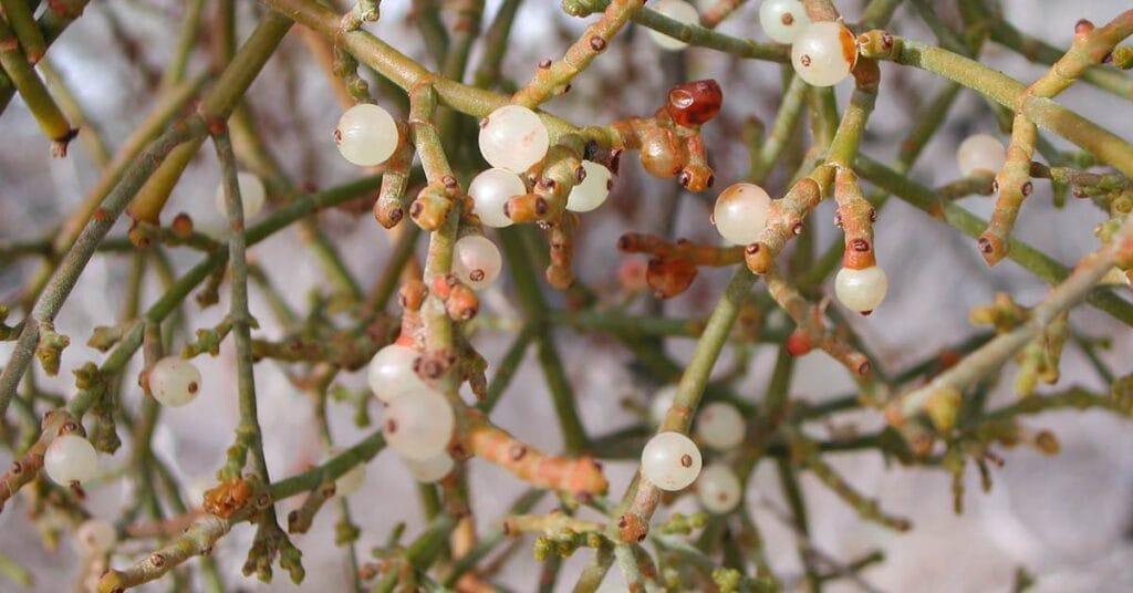 rhipsalis patyczak z kuleczkami