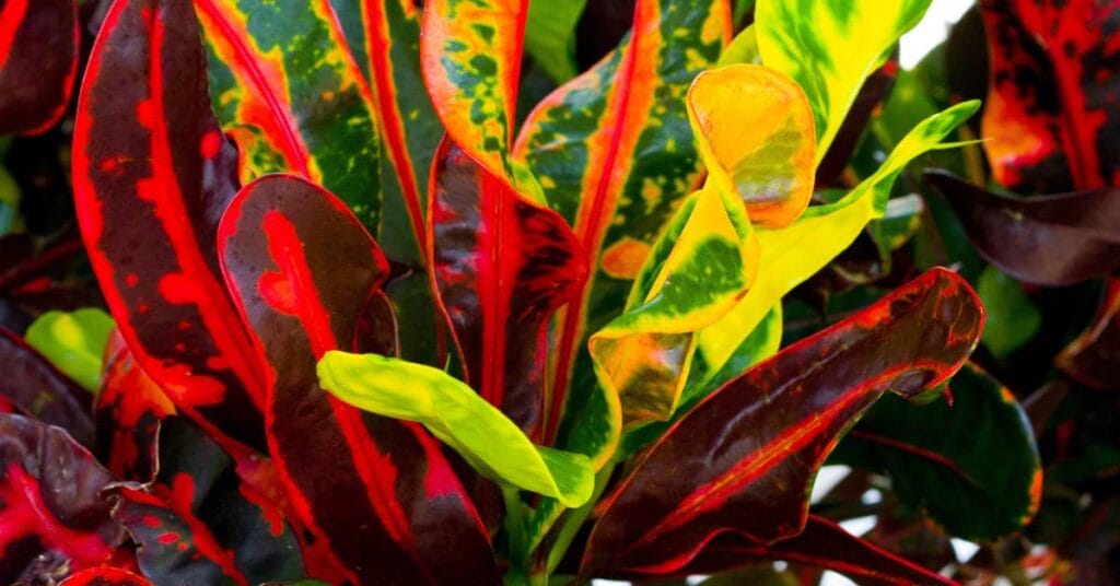 roslinka kroton w doniczce liscie z bliska czerwone