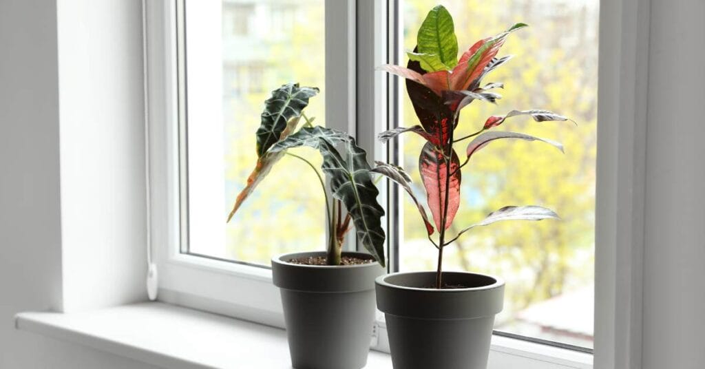 roslinka kroton w doniczce na parapecie