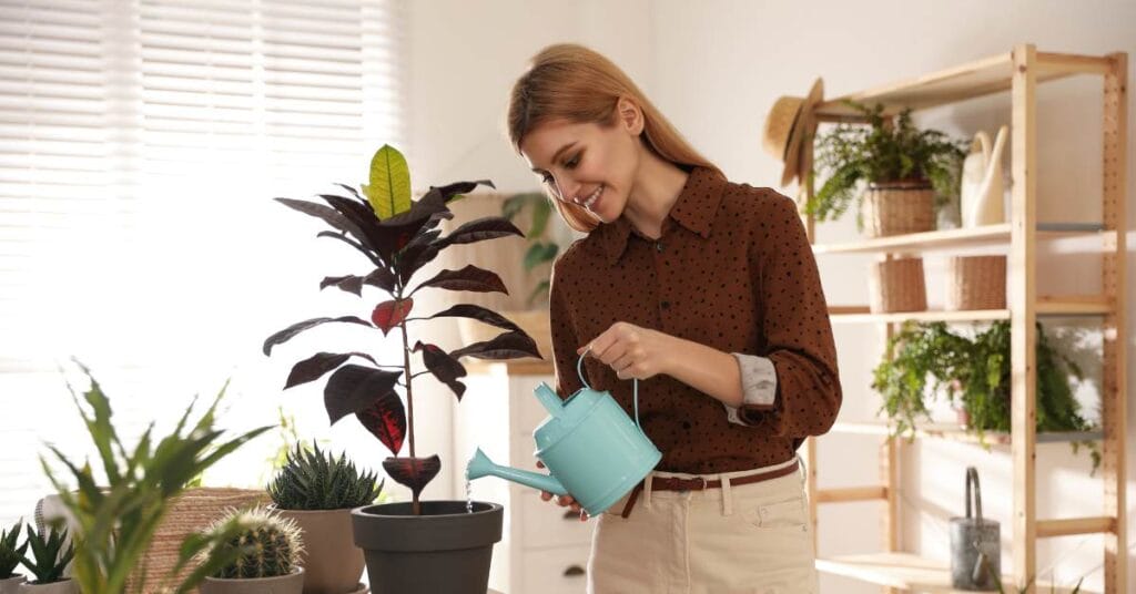 roslinka kroton w doniczce podlewanie