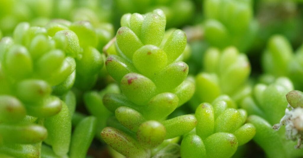 sedum