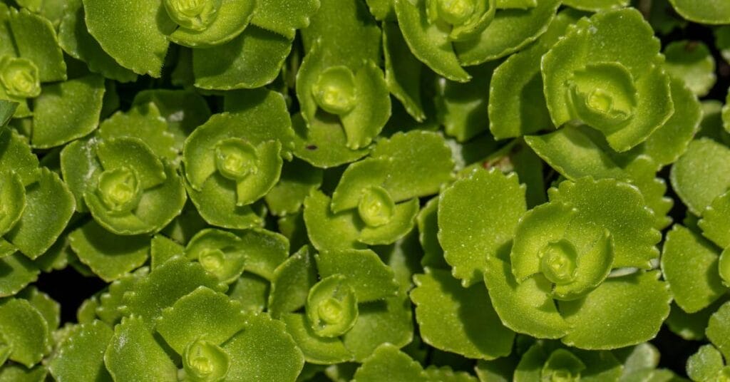 sedum z gory miesiste liscie ukladajace sie w kwiaty