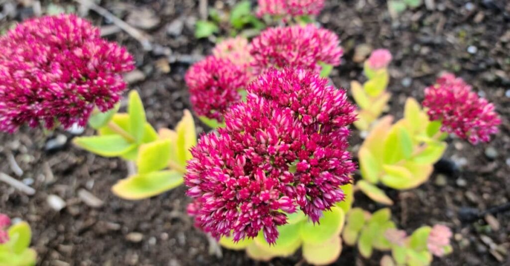 sedum z kwiatami w ziemi
