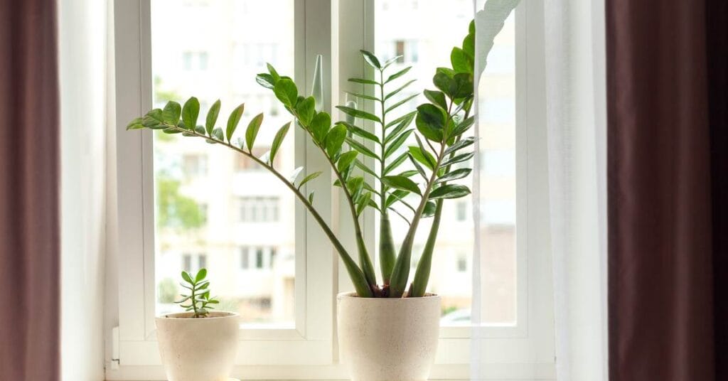 zamiokulkas na parapecie