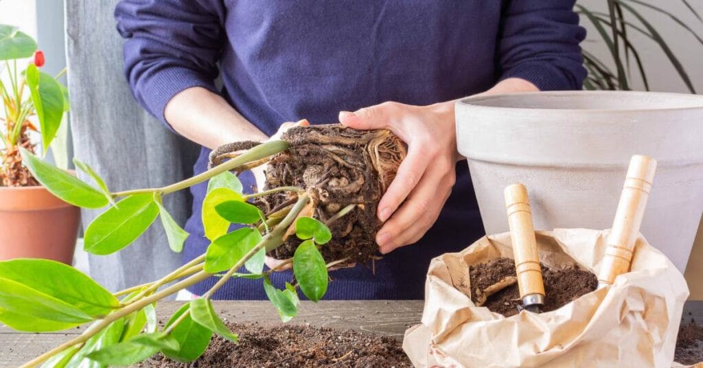 zamiokulkas przesadzanie