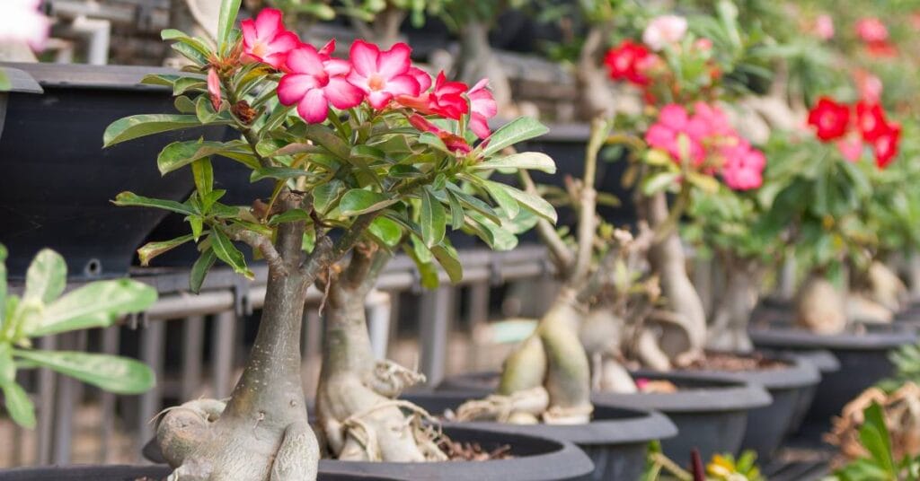 adenium roza pustyni w doniczkach
