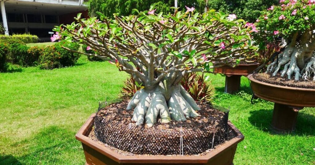 adenium roza pustyni w ogrodzie w donicy