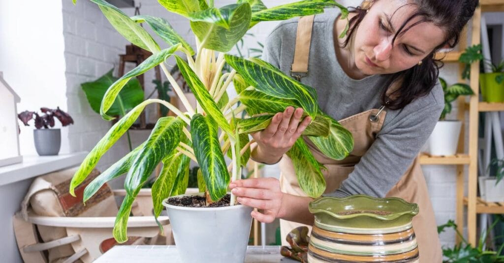 aglaonema pielegnacja