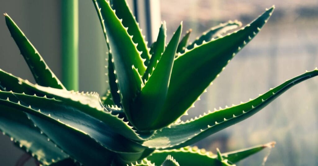 aloes