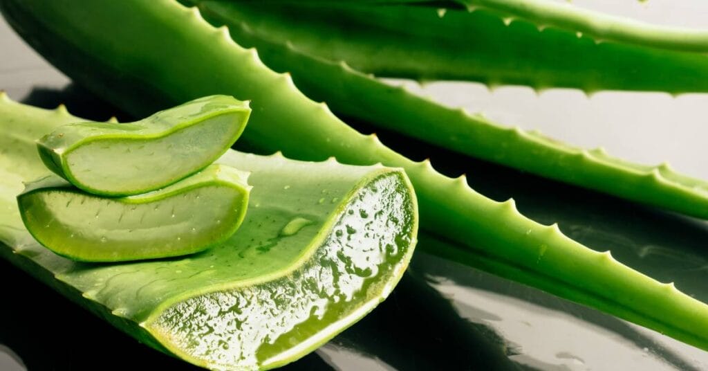 aloes przeciety