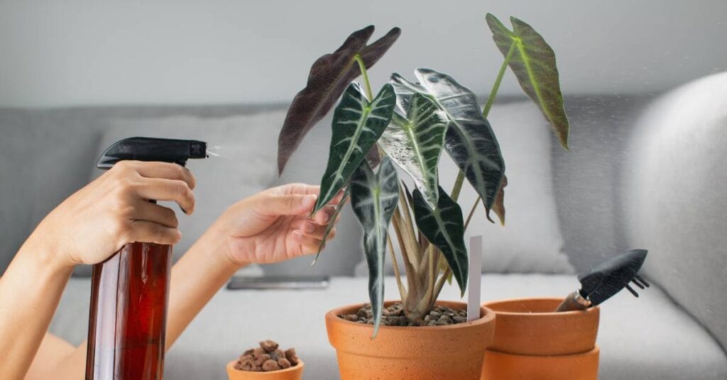 alokazja pielegnacja