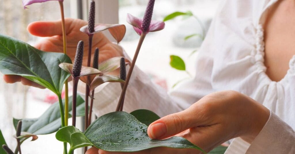 anturium pielegnacja