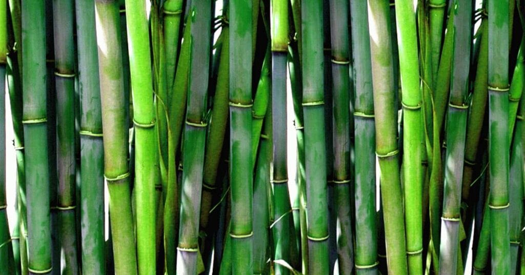 bambus
