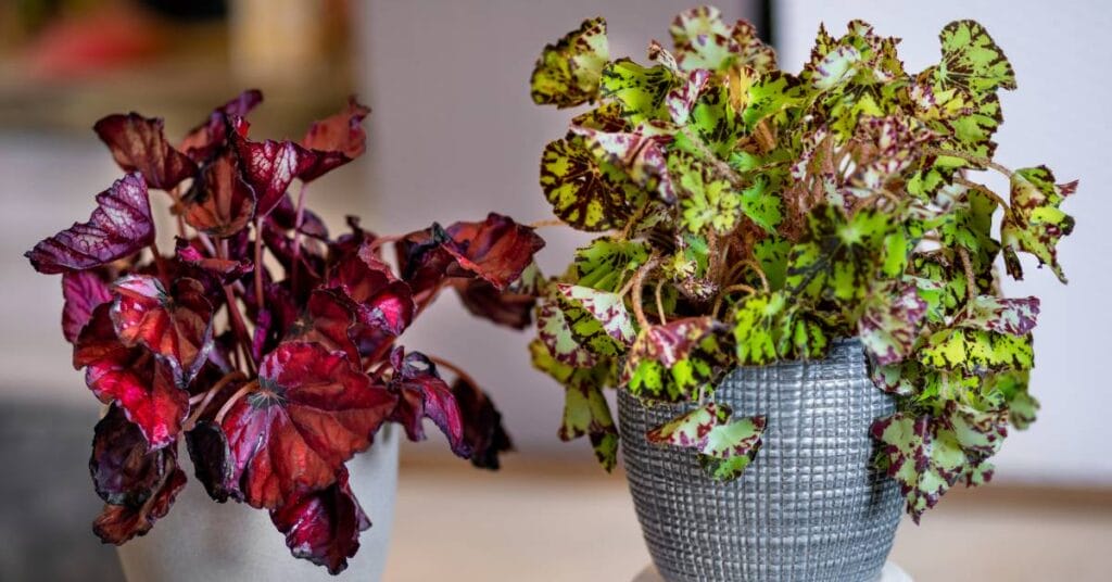 begonia krolewska rex