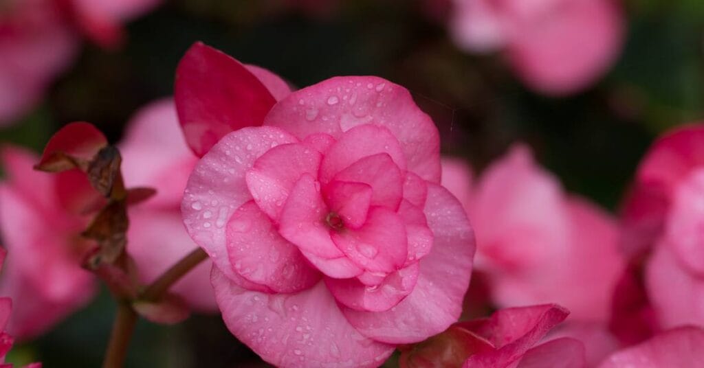 begonia tuberhybrida bulwiasta
