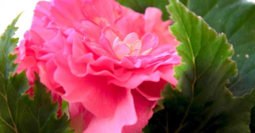 begonia tuberhybrida wielkokwiatowa