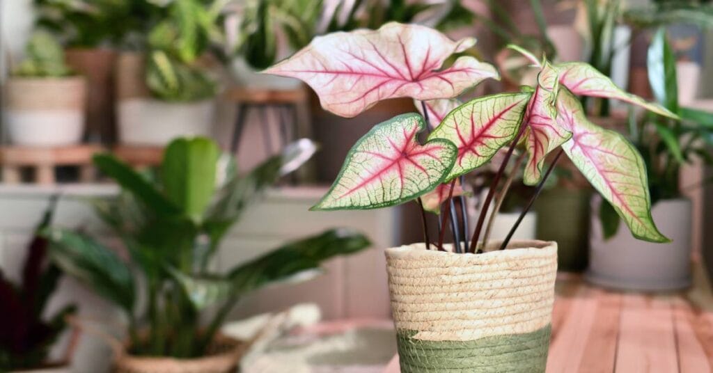 caladium w doniczce w domu
