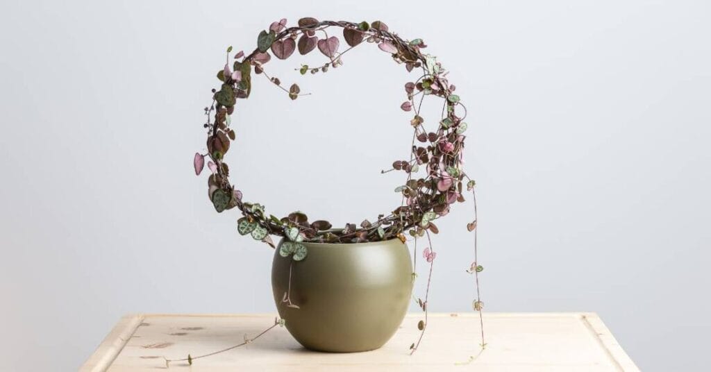 ceropegia w doniczce podpieta na okraglym stelazu