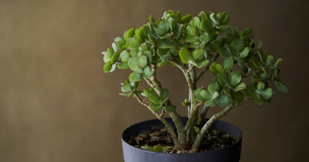 crassula ovata