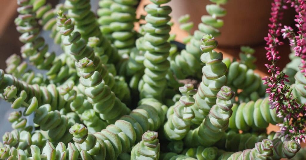 crassula perforata