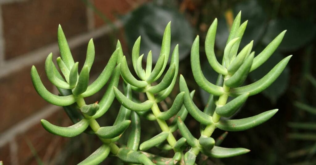 crassula tetragona