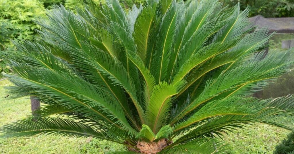 cykas sagowiec japonski