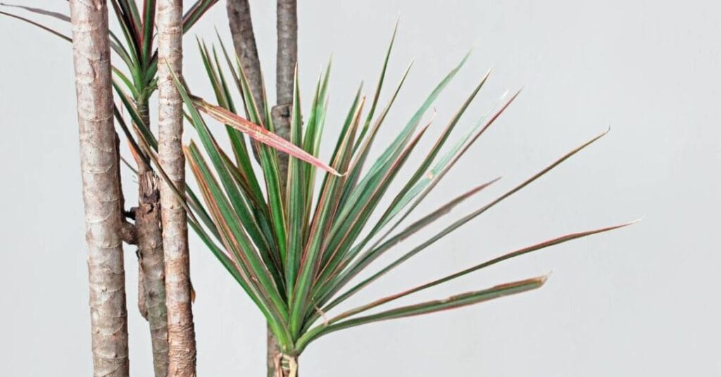 dracaena