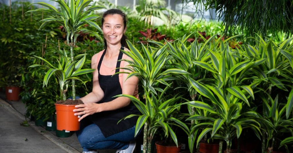 dracena uprawa doniczkowa