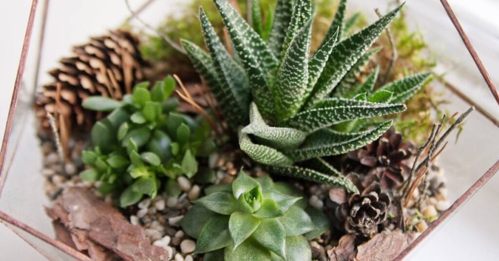 echeveria mini kompozycje