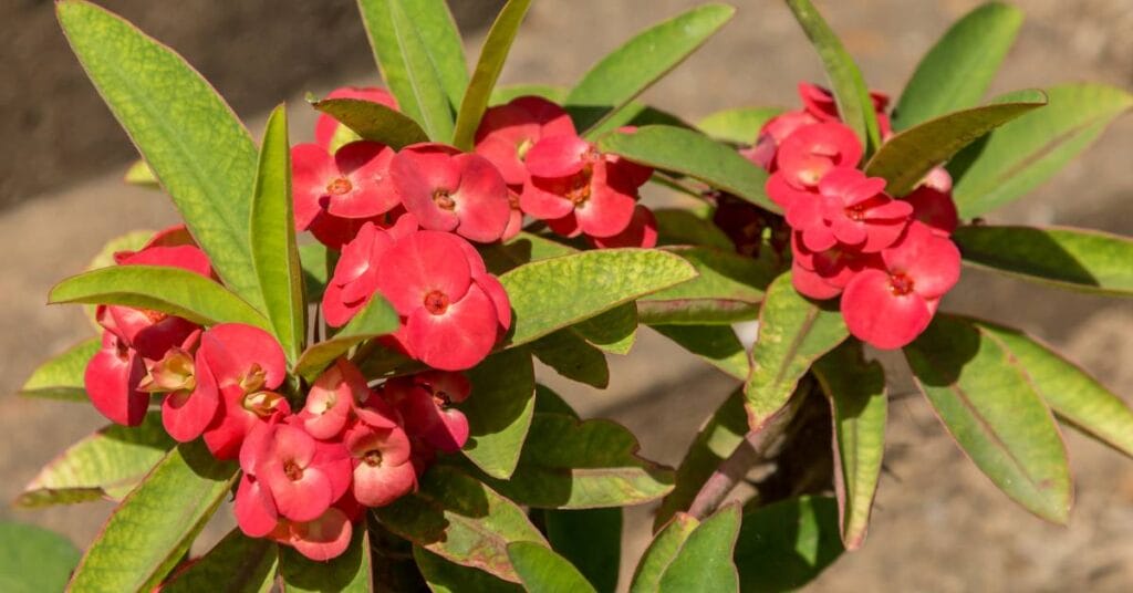 euphorbia milii wilczomlecz