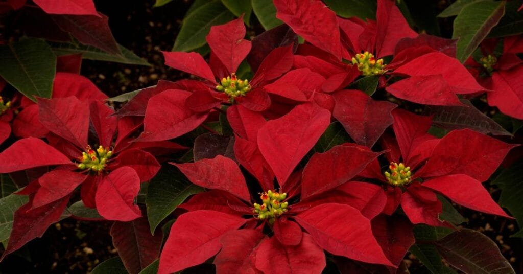 euphorbia pulcherrima wilczomlecz