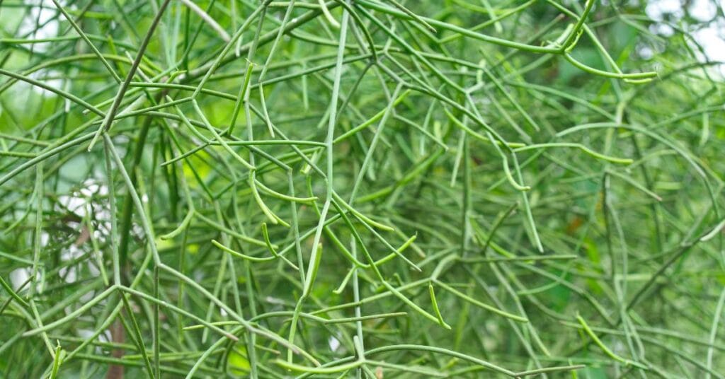 euphorbia tirucalli wilczomlecz