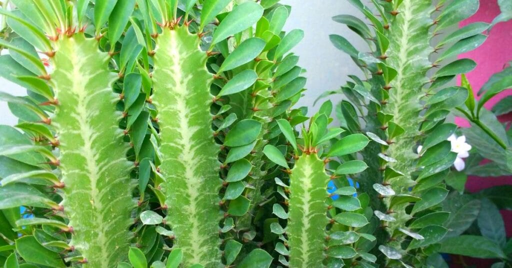 euphorbia trigona wilczomlecz