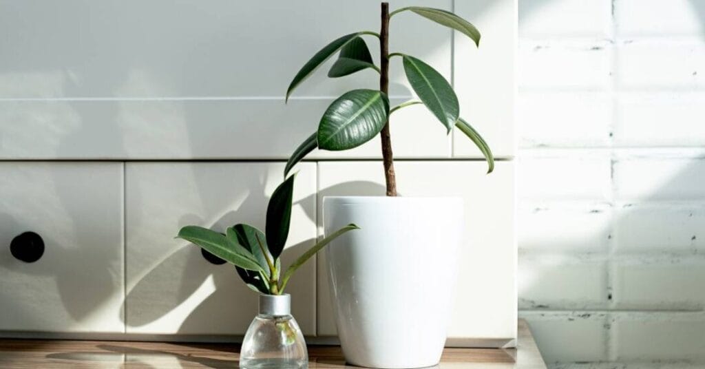 ficus przycinanie i rozsada