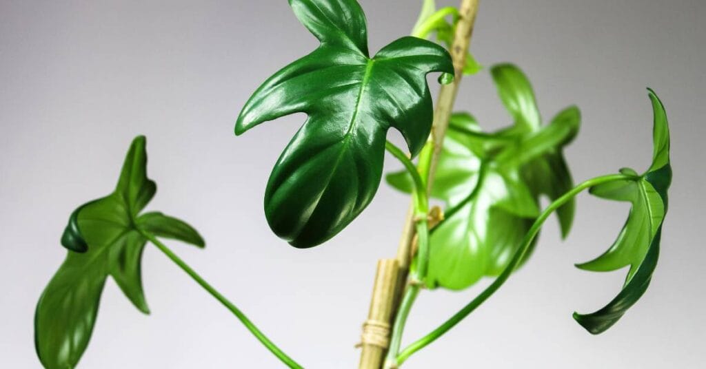 filodendron duze liscie z dziurami na lodydze pnacej