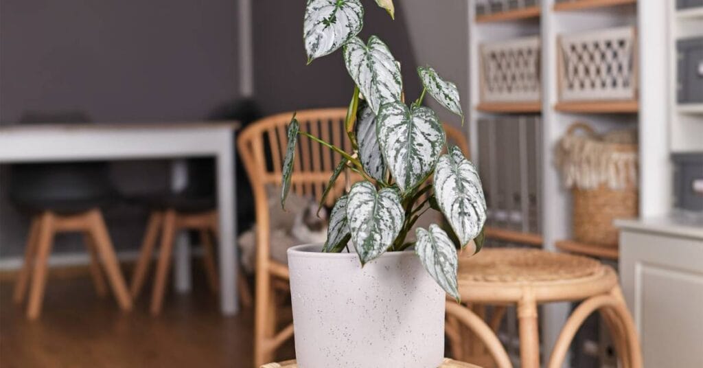 filodendron na stole