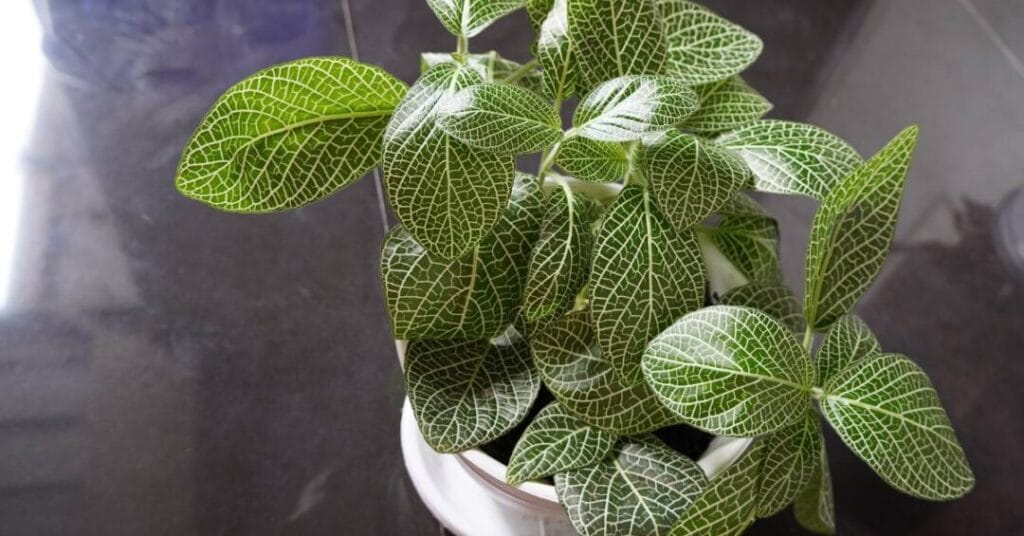 fittonia z jasnymi zylkami