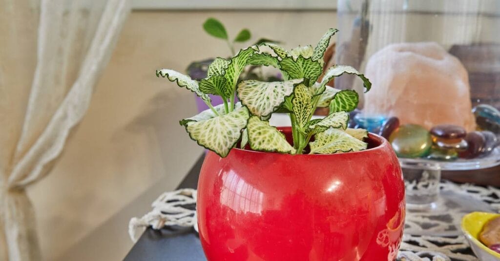 fittonia z jasnymi zylkami na stole