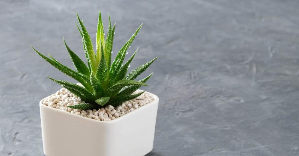 haworthia 2