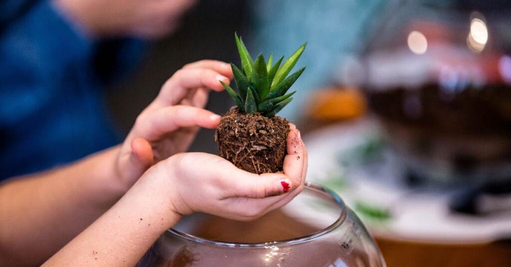 haworthia przesadzanie