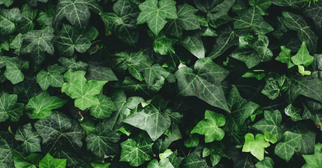 hedera helix na scianie