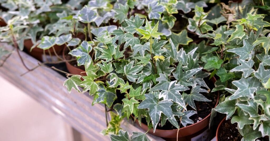 hedera helix w doniczkach