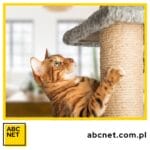 jak odnowić drapak dla kota