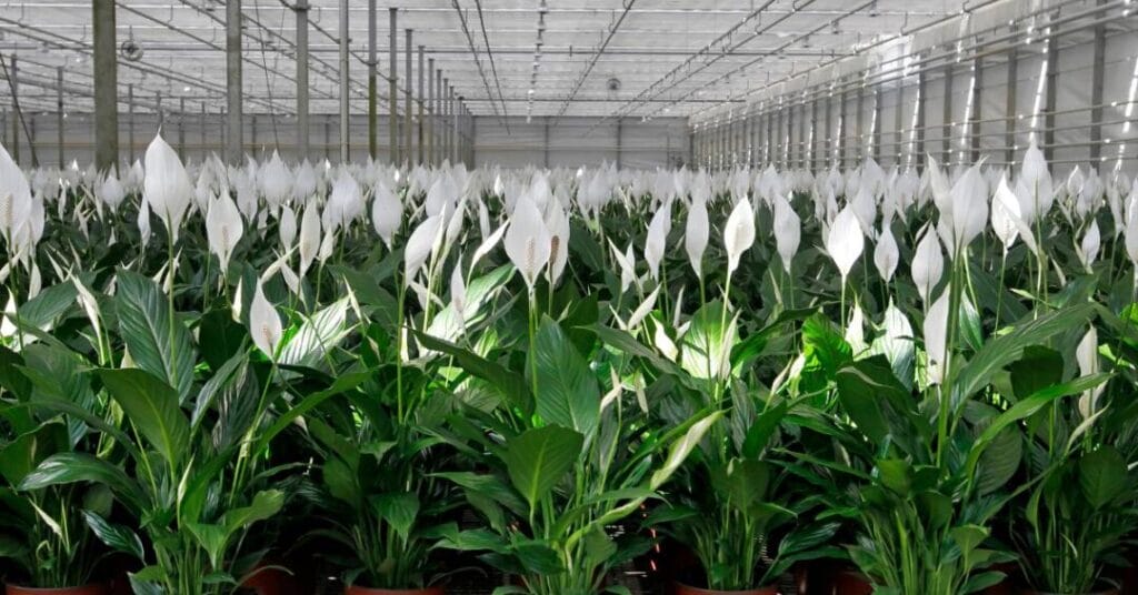 skrzydlokwiat uprawa